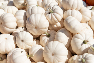 White mini pumpkins piled together in sunlight during autumn harvest