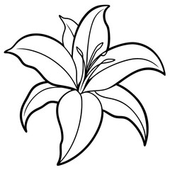 Elegant Lily Flower Line Art Drawing floral bloom