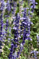 Obraz premium lila, small, flowers of salvia farinacea plant close up,