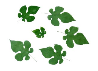 green leaves of Mulberry tree close up