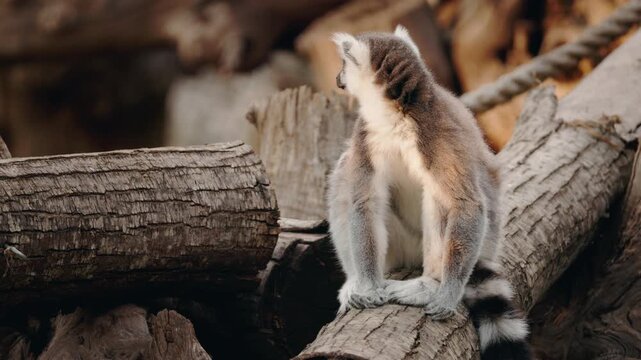 Ring-tailed lemur sitting on wooden logs with a focused look in its naturalistic habitat