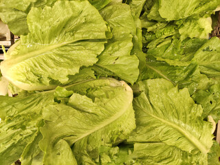 Fresh green romaine lettuce leaves arranged neatly, showcasing vibrant textures and colors, perfect for healthy meal preparation and culinary presentations