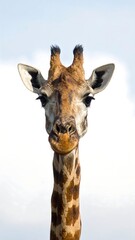 Fototapeta premium Close-up giraffe portrait (1)