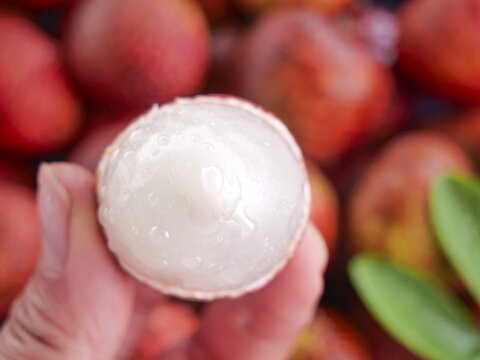 Fresh Lychee Fruit in Hand with Red Lychees Background - Gaozhou Lingshan Tropical Exotic Fruit