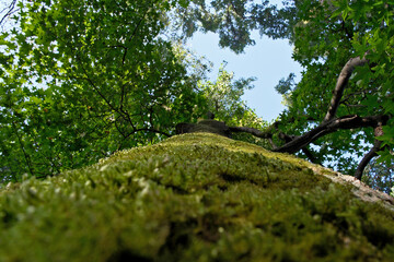 Green moss on the trunk of a tree in a forest, close-up. Mossy tree trunk in the forest on a sunny day. Selective focus