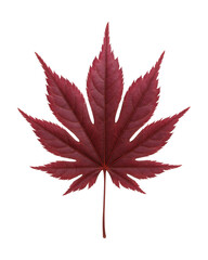 Deeply lobed, palmate Japanese maple leaf in a vibrant red-purple hue.