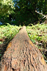 tree trunk in the forest, closeup of photo with shallow depth of field. Cut tree trunk in the forest, closeup of photo with selective focus