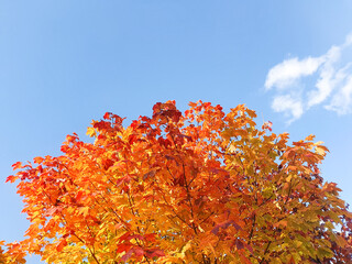 Yellow-orange leaves on a tree in the sunset rays, an autumn tree on the horizon of the sky. Autumn concept.