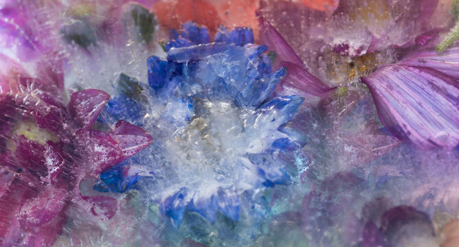 abstract colorful seamless background with summer flowers  with dahlia and cosmos in blue, purple and red 