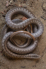 Belleza de los patrones 