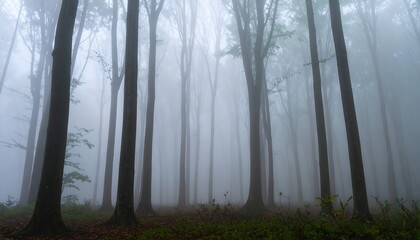 Obraz premium Atmospheric forest scene with tall trees shrouded in dense fog