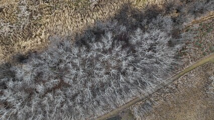 Aerial view of a late fall prairie landscape with bare trees, golden grasses, and winding marshland under soft natural light. Serene seasonal transition captured from above.