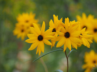 植物　黄色い花　ガーデン