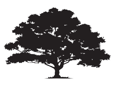 Majestic Nadir Tree Silhouette Design in Black and White 2D Vector Line Art