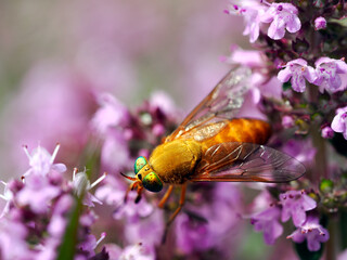 Duże i małe owady z rzędu Muchówek (diptera fauna) są ozdobą letniej łąki.

Bogactwo i różnorodność owadów z rzędu( dipterofauna) są trudne do oznaczenia w terenie