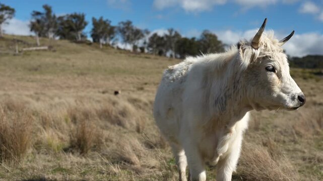 Close up of Stud Beef bulls and cows grazing on grass in a field, in Australia. eating hay and silage. breeds include speckled park, murray grey, angus, brangus and wagyu.	
