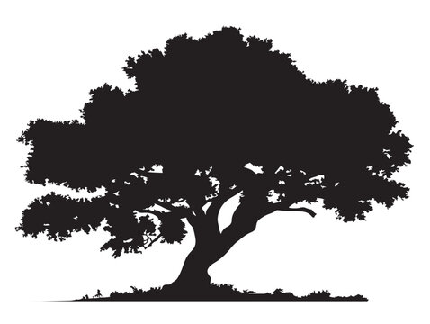 Dreamweaver Tree Silhouette with Enchanted Flow in 2D Vector Line Art