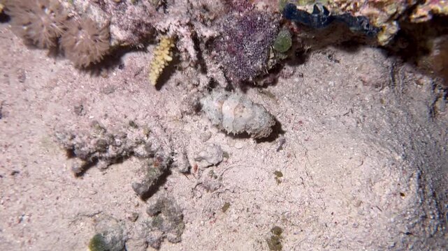 cuttlefish from egypt red sea