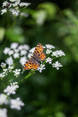 Butterfly sits on a white flower