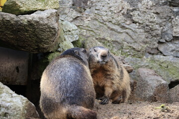 Alpine Marmot couple close-up, Switzerland