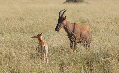 Closeup of a female Topi and calf, Masai Mara Kenya Africa
