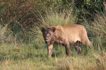 Closeup of a young male lion covered in mud, Masai Mara Kenya Africa
