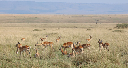 Herd of Impala on the savanna, Masai Mara Kenya Africa
