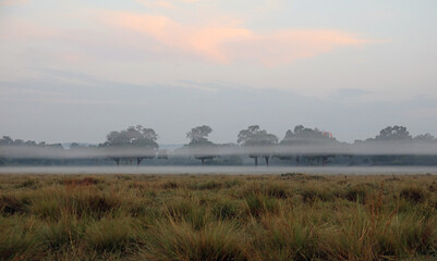 Low lying early morning mist, Masai Mara Kenya Africa
