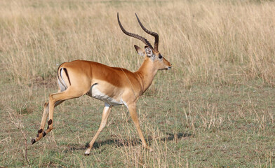 Male Impala running, Masai Mara Kenya Africa
