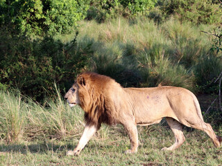 Side view of an old male lion, Masai Mara Kenya Africa
