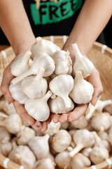 Fresh Shandong Garlic Bulbs in Hands Above Wooden Basket - Farm Gallery Harvest Display