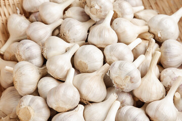 Fresh Garlic Heads from Shandong Farm Gallery - Quality Agricultural Produce Display