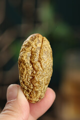 Hand Holding Single Peanut in Shell with Detailed Texture and Natural Background