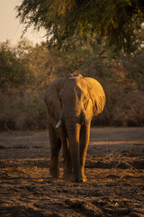 Fototapeta premium African elephant walks towards camera at sunrise