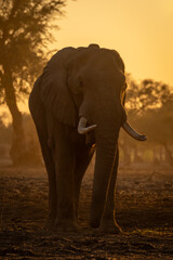 Obraz premium African elephant stands watching camera at sunrise