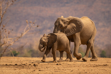 African elephant walks with calf near bushes
