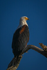 African fish eagle in profile on bough