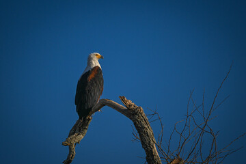 African fish eagle in profile with catchlight