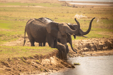 Obraz premium African elephants stand squirting water by river