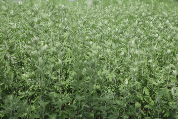 Freshly Picked Mugwort Field - Tender Green Herbal Plants Growing Naturally for Organic Harvesting and Traditional Medicine Uses