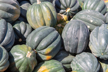 Green acorn squash piled together in sunlight during autumn harvest