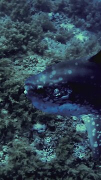 mola from red sea