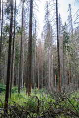 Dead bare trees in coniferous forest, tree trunks destruction by wood beetle infestation....