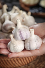Fresh Shandong Garlic Bulbs in Farmer's Hands - White Purple Streaked Organic Produce from Chinese Agriculture Market