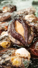 Fresh Abalone Closeup with Mixed Shellfish in Water - Premium Seafood for Gourmet Cuisine