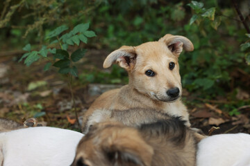 Cute stray dogs lying on ground outdoors, closeup. Homeless pet