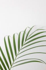 Green Chamaedorea Elegans Leaf on White Background