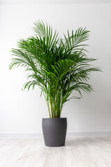 Eco Living Concept Tropical Indoor Palm in Minimalist Modern Interior