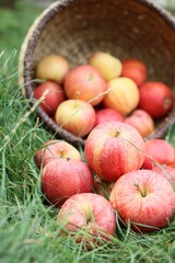 Fresh ripe apples in wicker basket on green grass outdoors, closeup