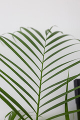 Green Chamaedorea Elegans Leaf on White Background
